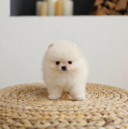 גורים של פומרניין קטנים במיוחד איכותיים