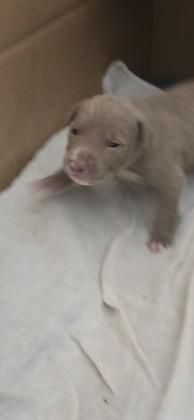 גורי פיטבול איכותיים במיוחד