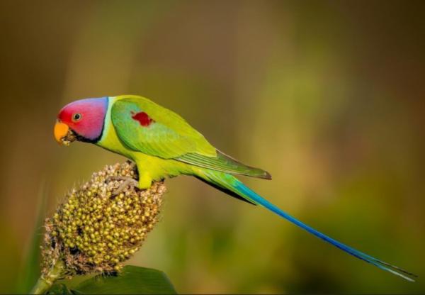 זוג ראש שזיף אופליין מיוחדים