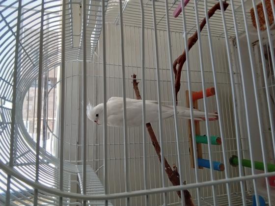 תוכי קוקטייל חברותי וחמוד!! האכלת