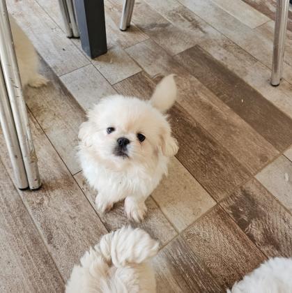 גור פיקינז בן חודשיים וחצי