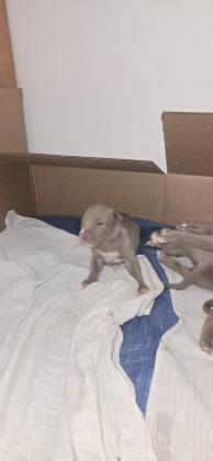 גורי פיטבול איכותיים במיוחד