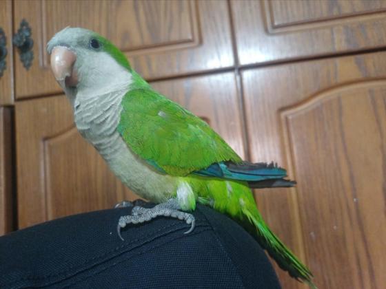 תוכי קווקאר האכלת יד חמוד מאוד לא נושך