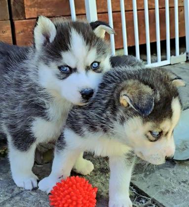 גורי האסקי מטורפים הורים במקום