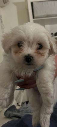 מלטז בירושלים