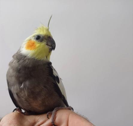 תוכי קוקטייל האכלת יד לא נושך