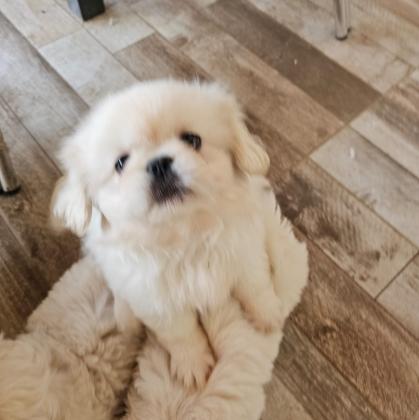 גור פיקינז בן חודשיים וחצי