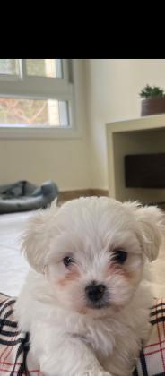 מלטז בירושלים במושב נוקדים לירושלמים