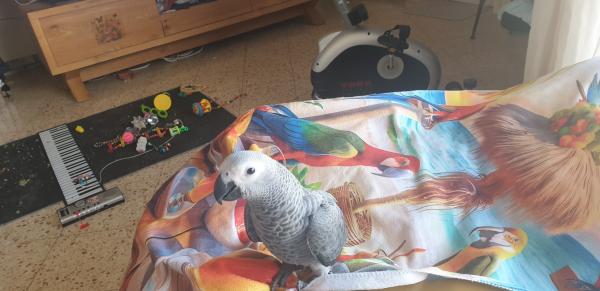 התוכי אצלי מגיל חודשיים אכל