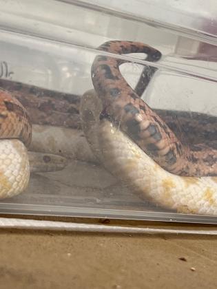 כרכן תירס זכר בוגר *מזווג