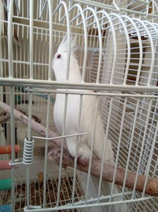 תוכי קוקטייל חברותי וחמוד!! האכלת