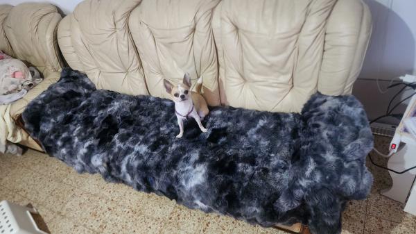 חביב אנרגטי שמח טוב עם