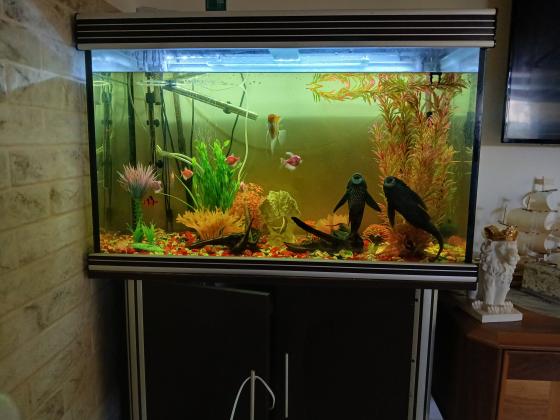 אקווריום כולל כל הציוד הנדרש
