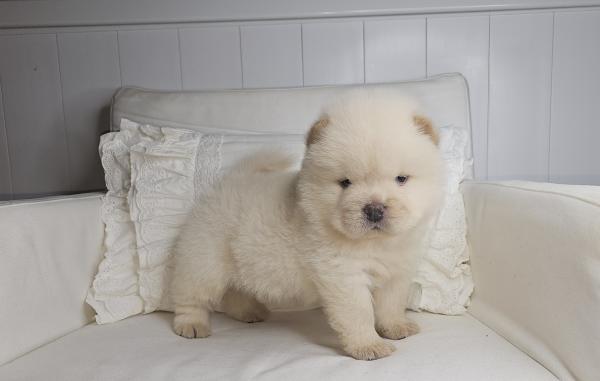 גורי צאו ננסי בצבע