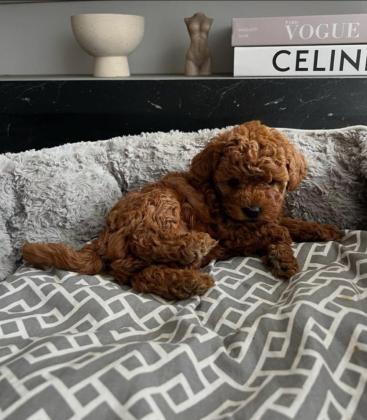 המלטה יפיפיה של פודל טוי