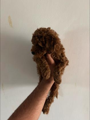 גורי פודל ננסי מוכנים לבית חם וטוב