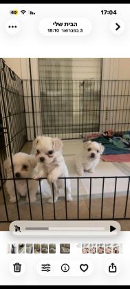 מלטז בירושלים במושב נוקדים לירושלמים