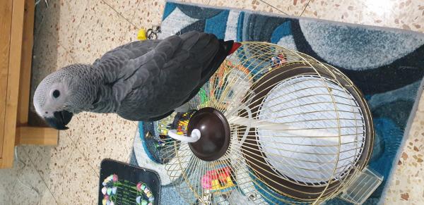 התוכי אצלי מגיל חודשיים אכל