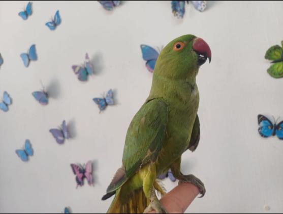 תוכי דררה האכלת יד לא נושך