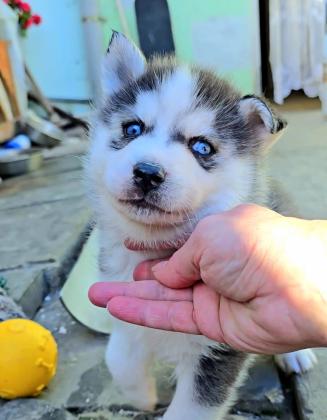 גורי האסקי מטורפים הורים במקום