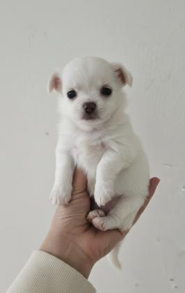 זכרים ציוואוואה מיני ננסי לבנים