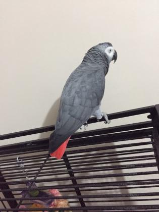 גאקו האכלות יד ברמה הכי