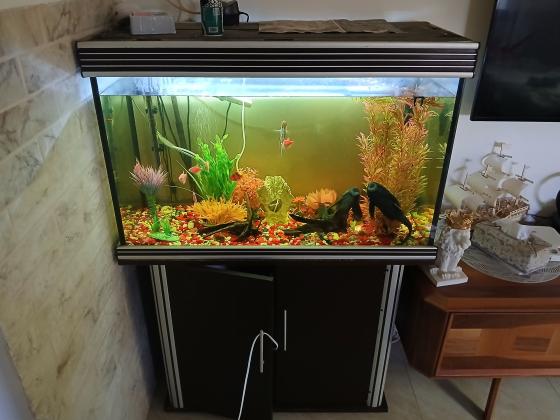 אקווריום כולל כל הציוד הנדרש