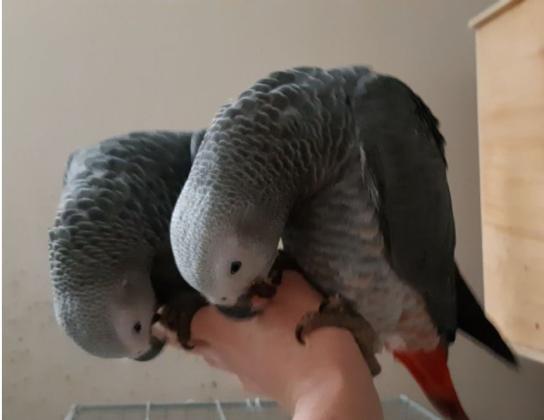 גאקו האכלות יד ברמה הכי