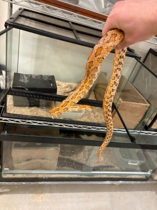 כרכן תירס זכר בוגר *מזווג