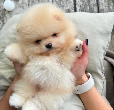 גורים של פומרניין דובי מיוחדים