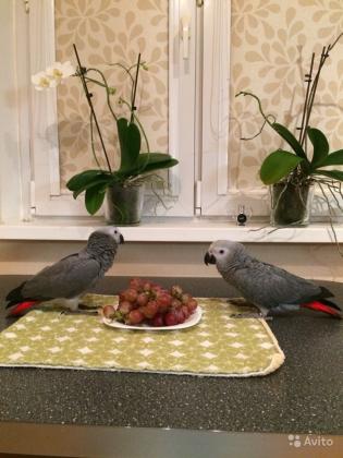 גאקו האכלות יד ברמה הכי