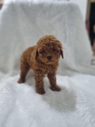 המלטה בתית אצלנו גורים יפיפים