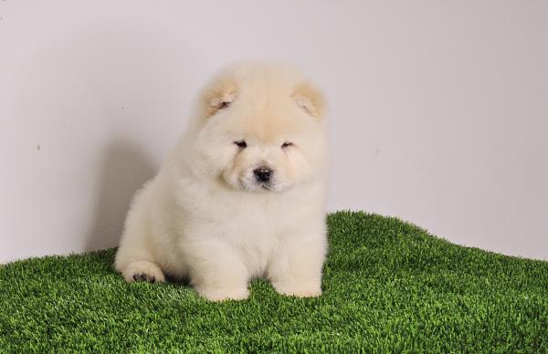 גורי צאו מושלמים הכי