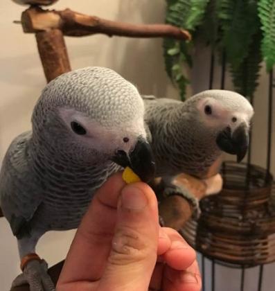 גאקו האכלות יד ברמה הכי