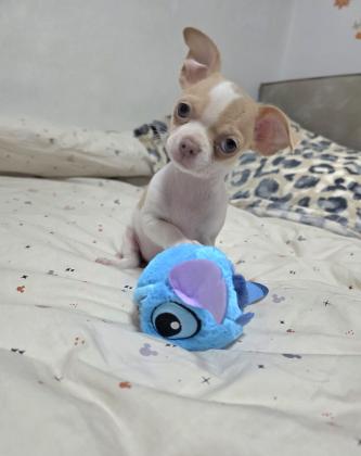 גור צ'וואווה שעיר קצר ,עיניים