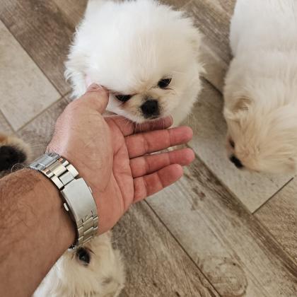 גור פיקינז בן חודשיים וחצי