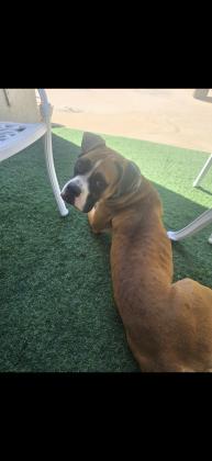 גורים בוקסר למכירה פרטים בפרטי