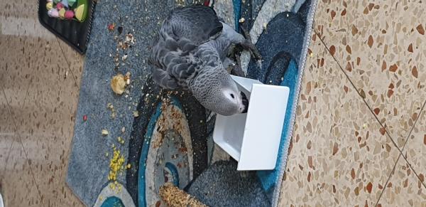 התוכי אצלי מגיל חודשיים אכל