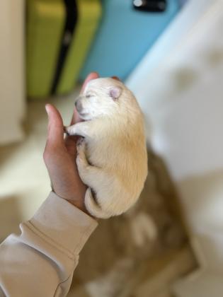 כלבים שפיץ גזעיים דובים לבנים