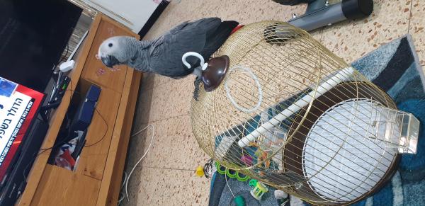 התוכי אצלי מגיל חודשיים אכל