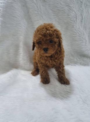 המלטה בתית אצלנו גורים יפיפים