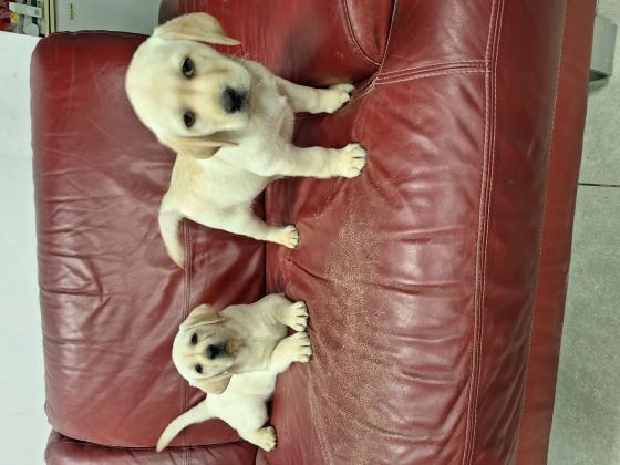 גורות לברדוד מהממות בנות 7