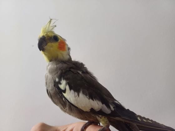 תוכי קוקטייל האכלת יד לא נושך