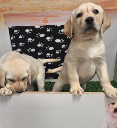 גורות לברדוד מהממות בנות 7