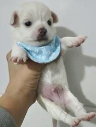 זכרים ציוואוואה מיני ננסי לבנים