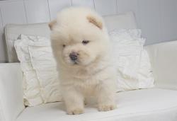 דובוני צאו מהסוג הננסי