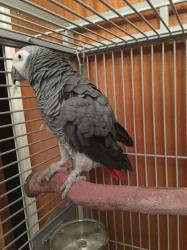 גאקו האכלות יד ברמה הכי