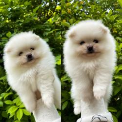 למכירה גורה פומרניין נקבה רמה