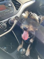 יורקשייר מעורב, יפיוףשוקל ~4 קילו