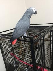 גאקו האכלות יד ברמה הכי